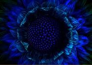 blues-flower
