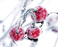 winter_cherry