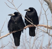 ����� �����